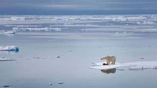 a large white bear stands on a sheet of ice surrounded by blue water