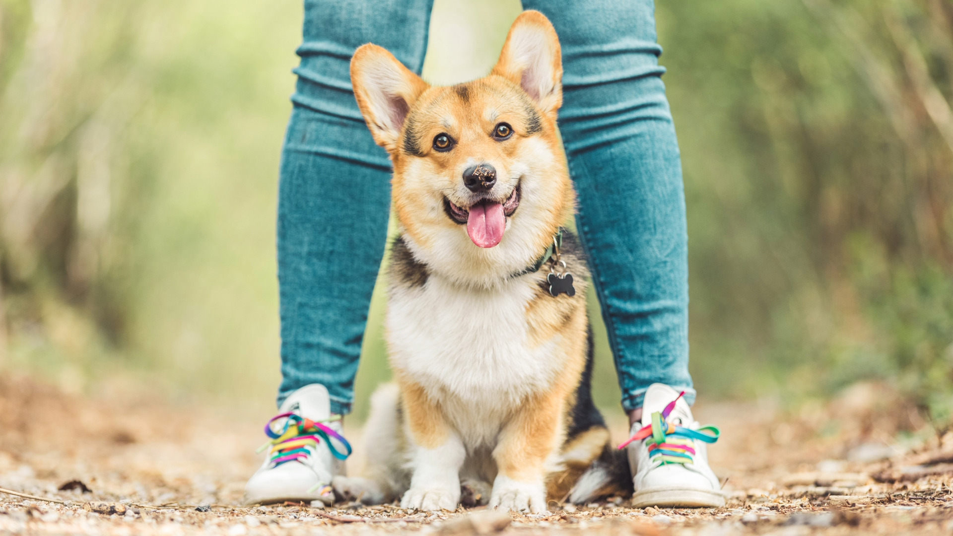 a corgi sits in between a person's legs