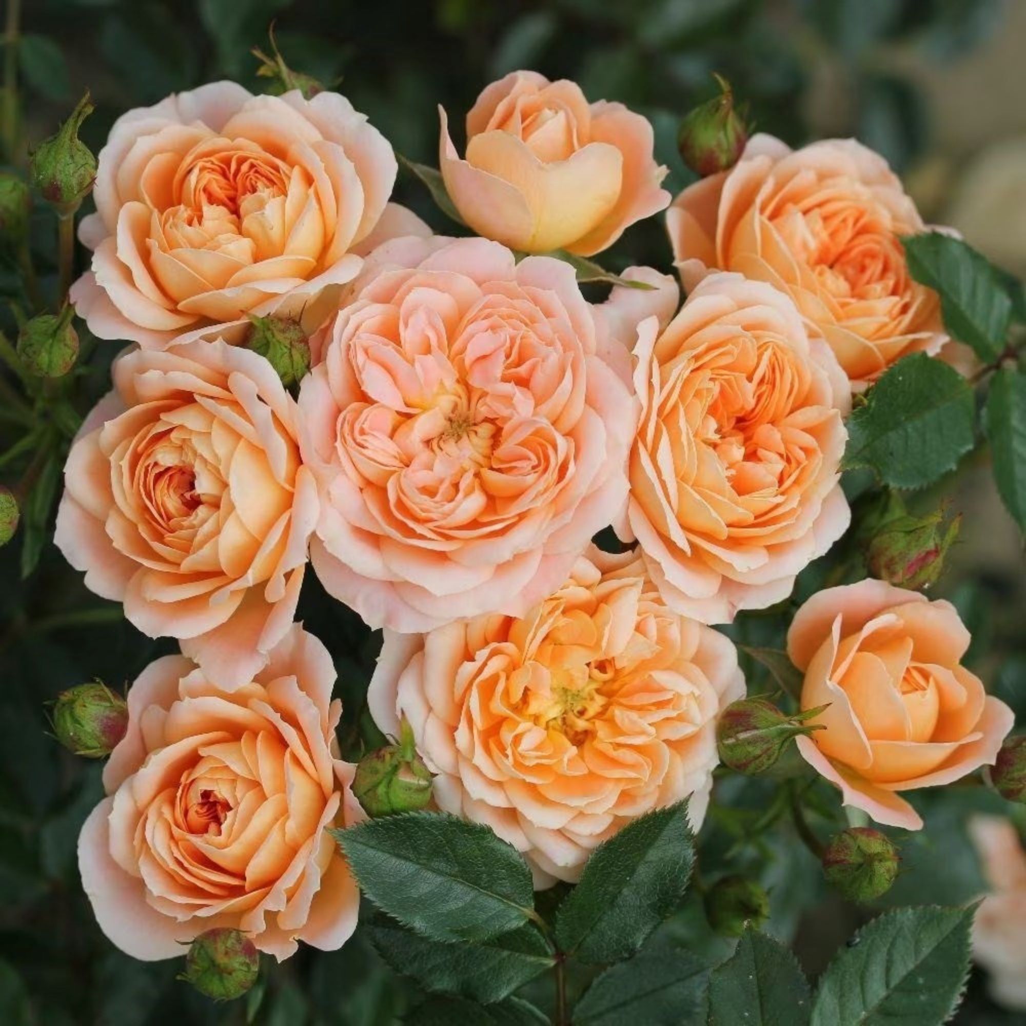 Rose Sweet Dream