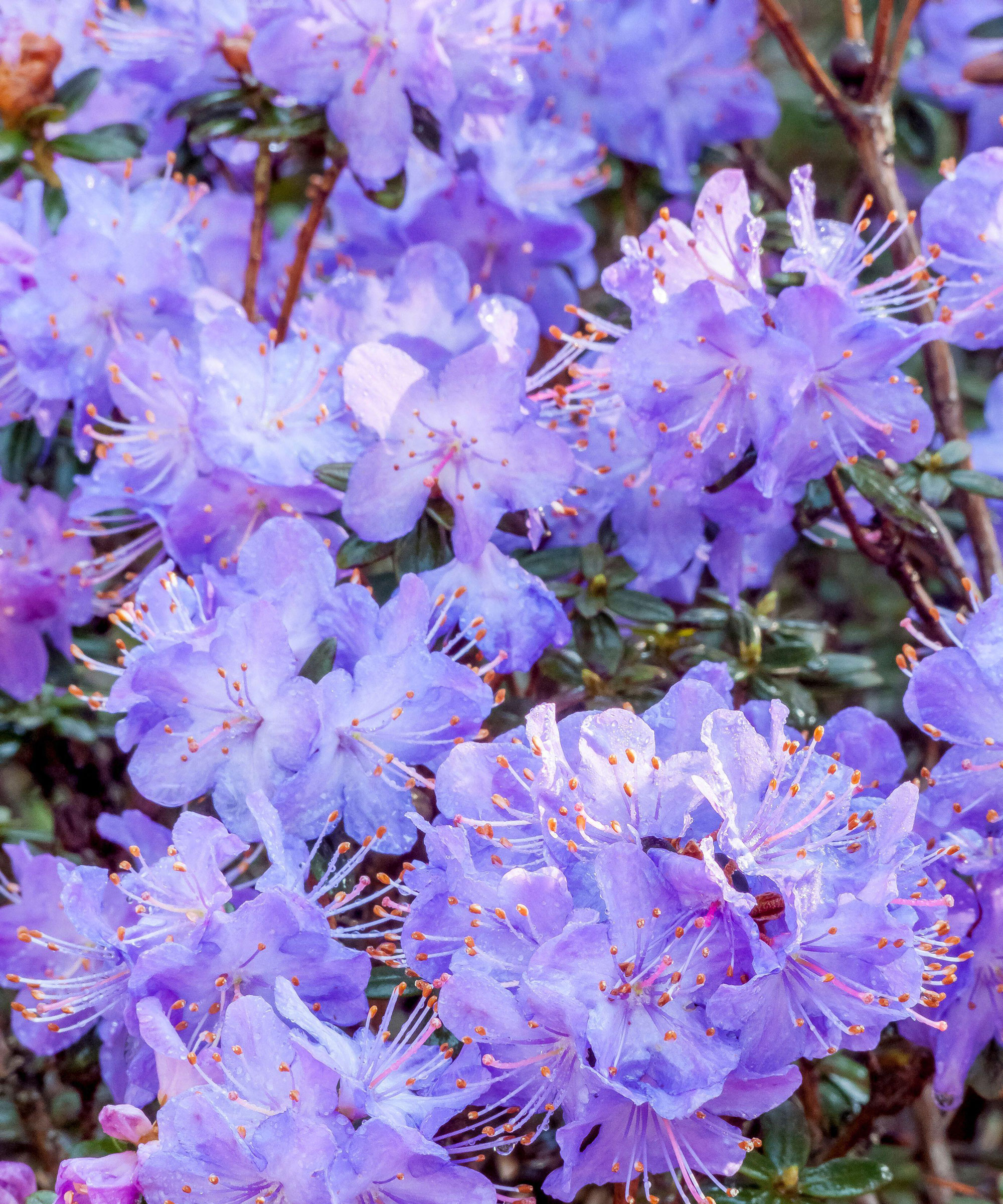 rhododendron Blue Diamond showing lavender blue blooms