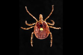 tick heartland infection transfusion lone