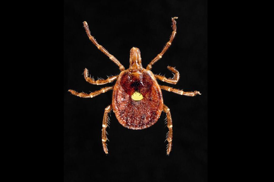 tick, blood borne illness