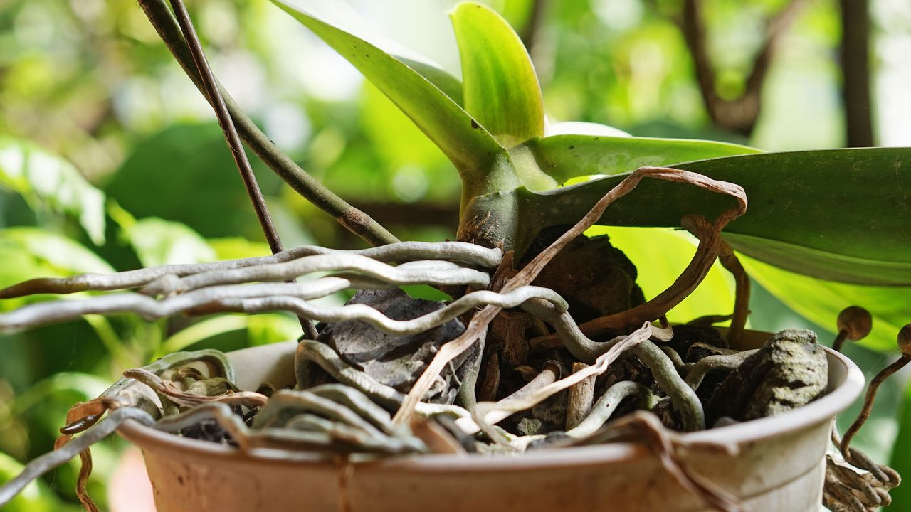 Aerial orchid roots coming out of pot