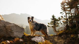 Top hiking dogs sale