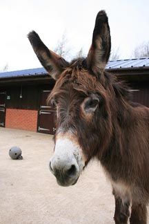 Molly-donkey.jpg