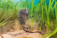 Spiny seahorse (Hippocampus guttulatus) female in a meadow of seagrass. (Zostera marina) Studland Bay, Dorset. Credit: Nature Picture Library