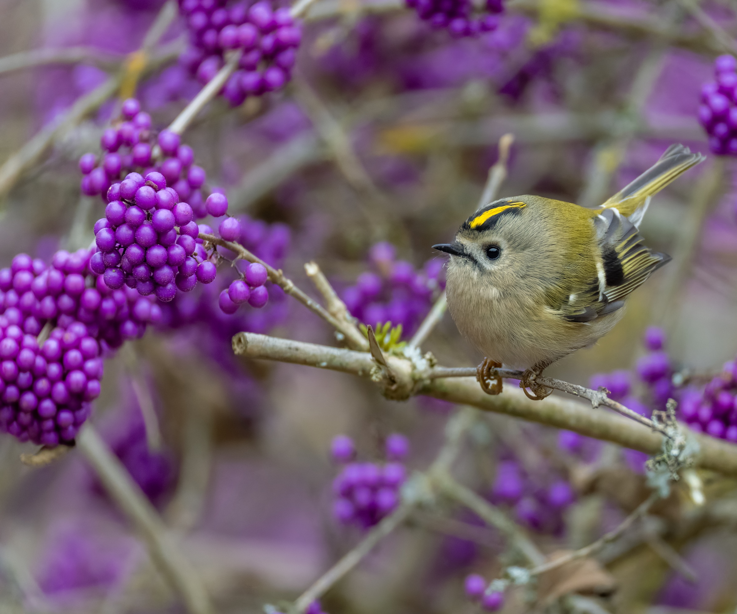 Goldcrest on callicarpa
