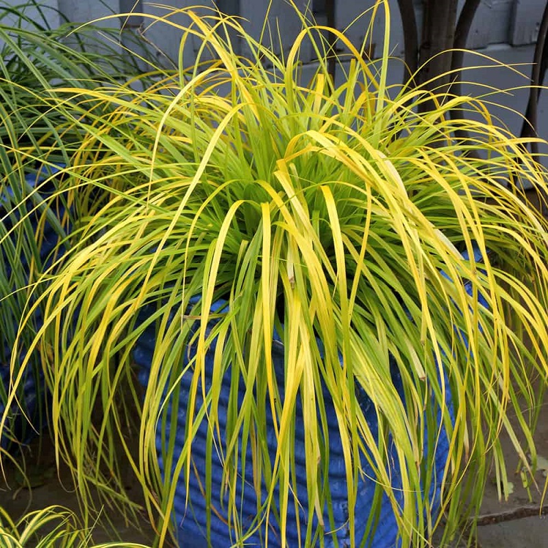 Evercolor Everillo Carex