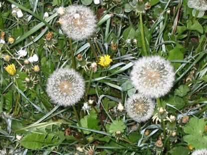 Dandelion Weeds