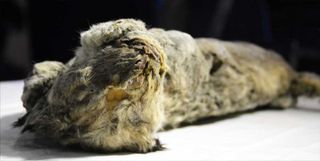 A closer view of the furry mummified kitten. Notice its whiskers are still intact.