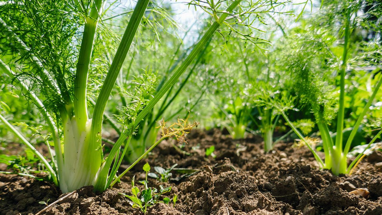 Florence fennel bulbs growing in the soil in sunshine