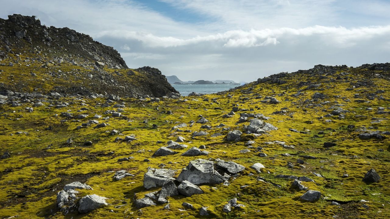 a photo of moss-covered rocks in Antarctica