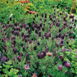 Lavandula Stoechas Sancho Panza Drought Tolerant Herb Garden Plant Seeds 