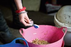 Probiotics for horses