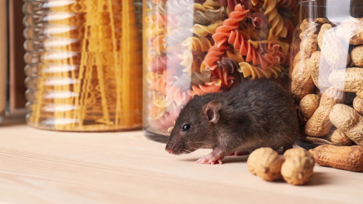 Mouse in pantry with glass jars of food