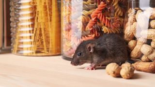 Mouse in pantry with glass jars of food