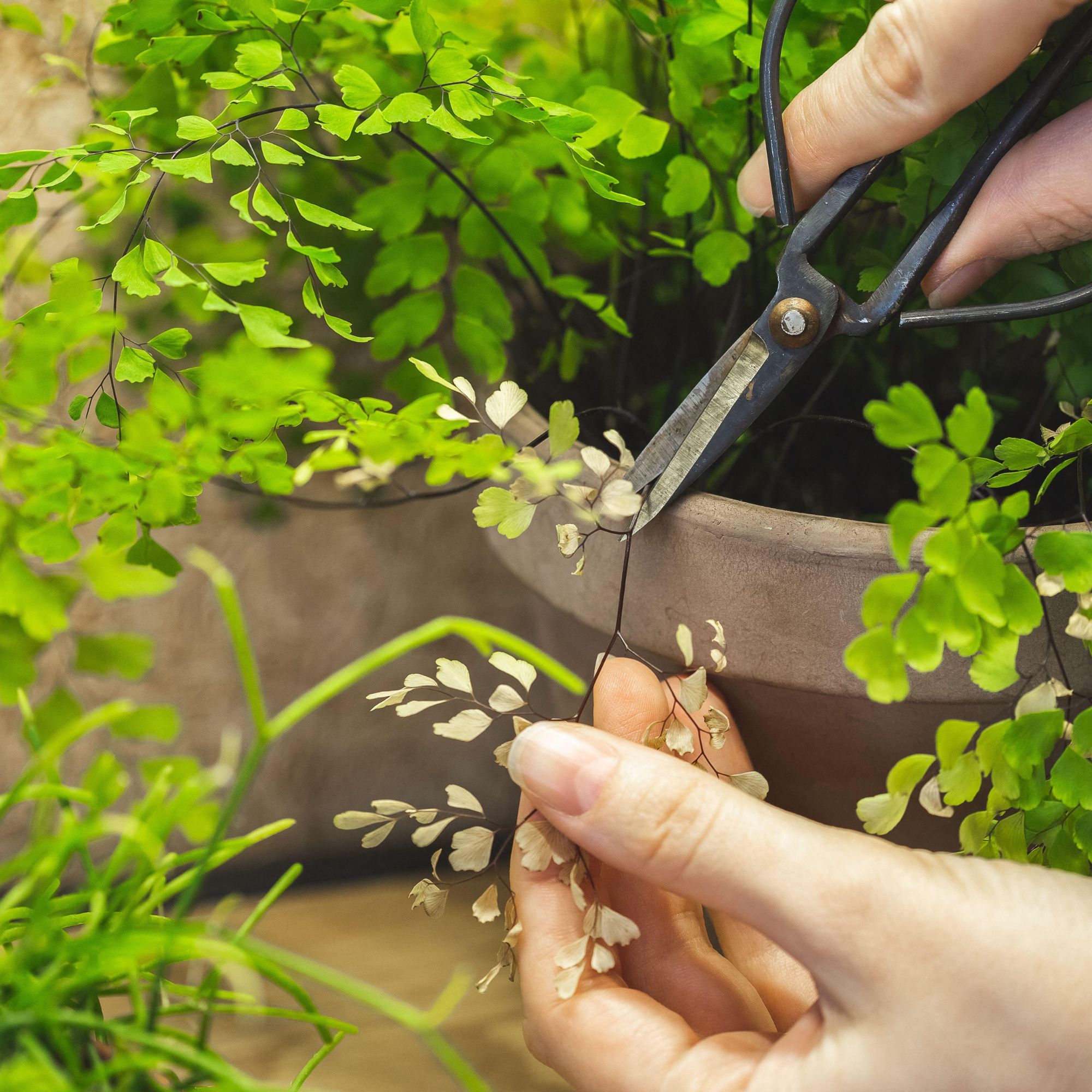 trimming a houseplant