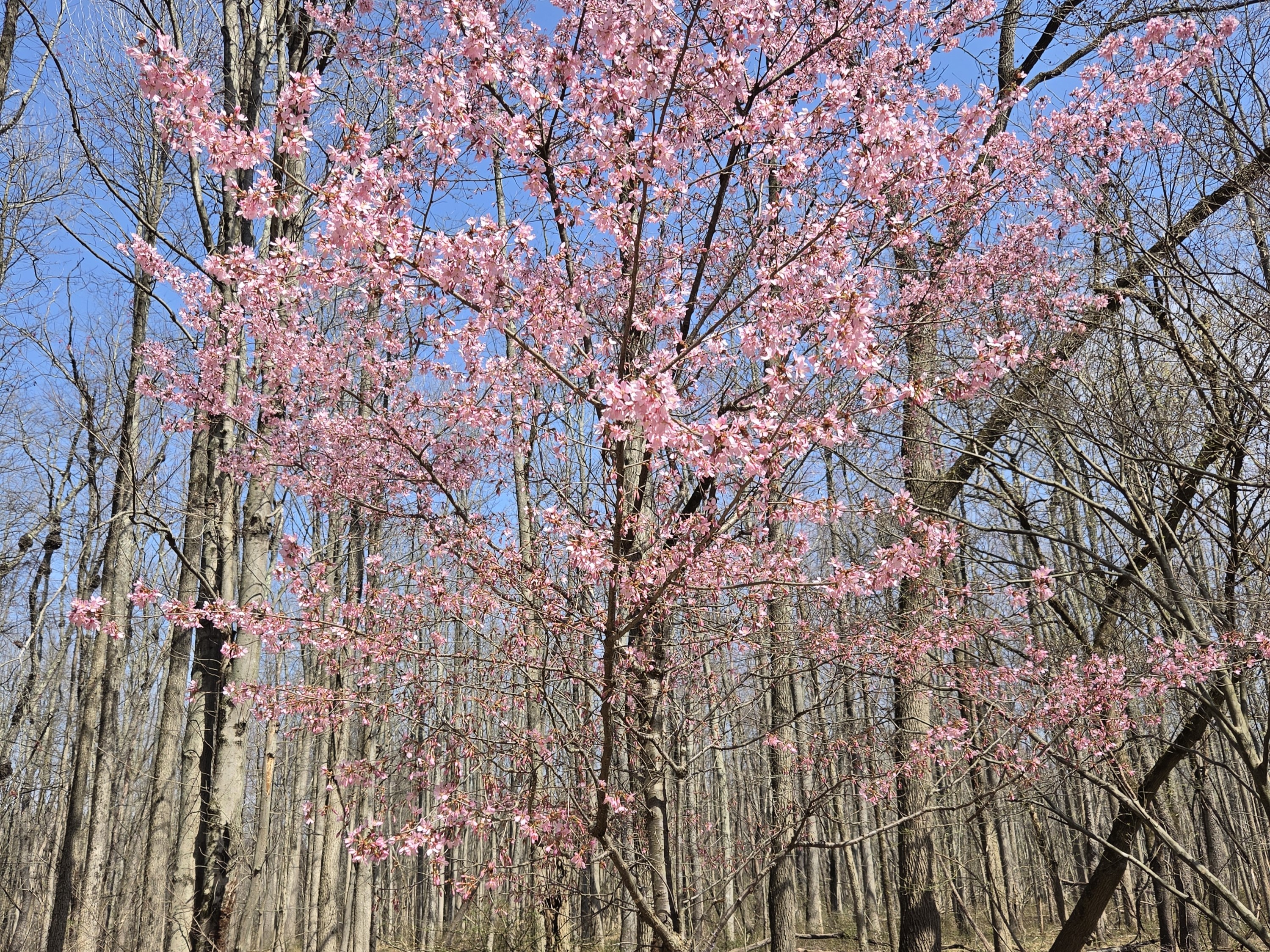 Samsung Galaxy S26 Plus Review Camera Samples