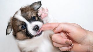 Puppy biting woman's finger