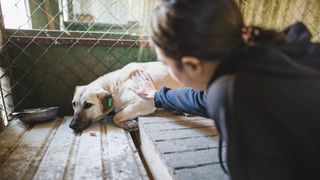 Woman petting a dog