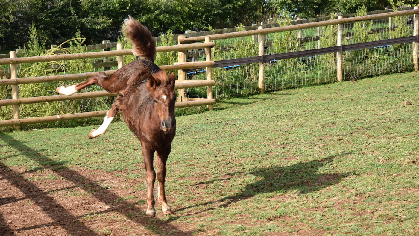 Mare and Foal Sanctuary ava