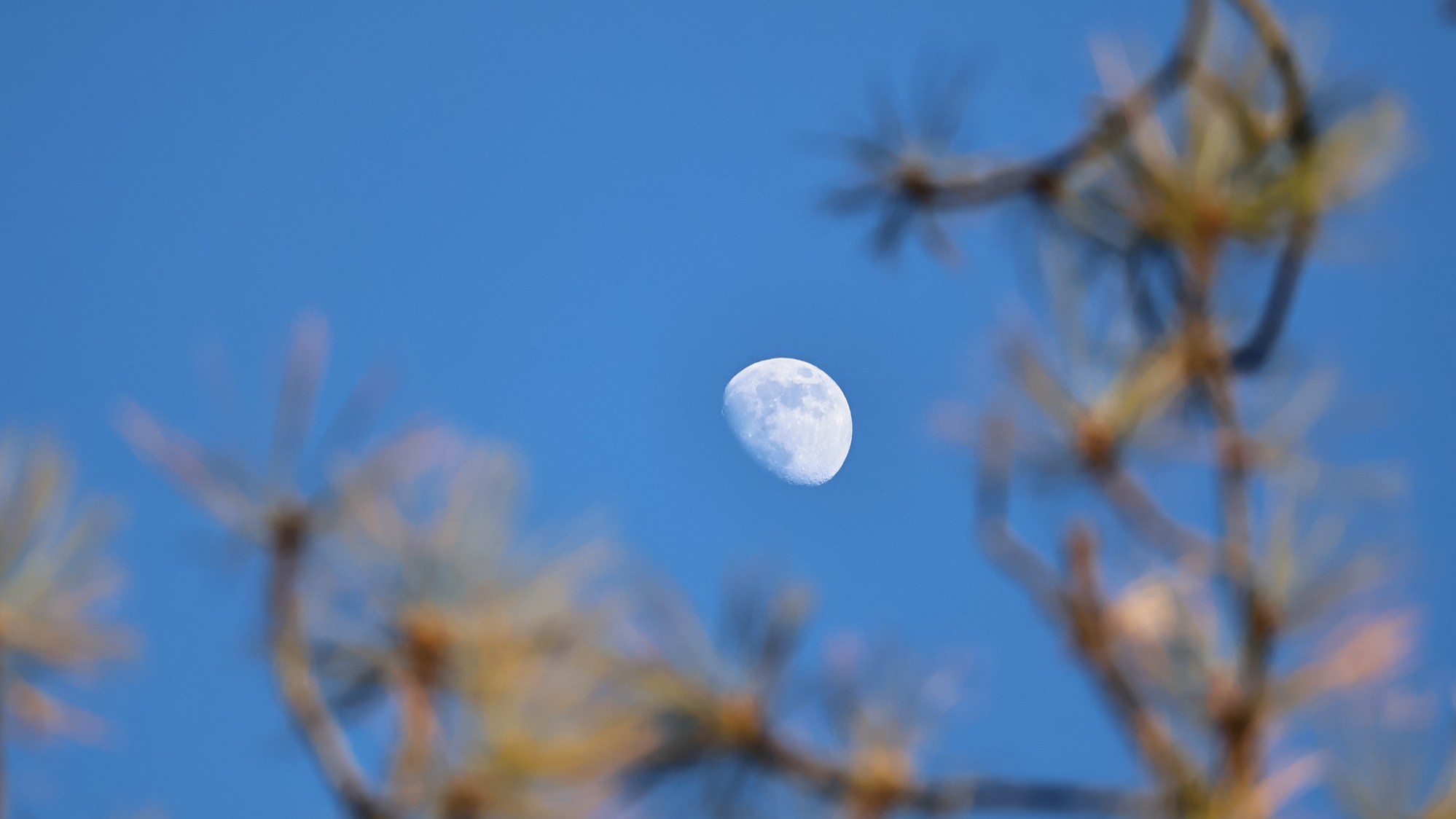 Uma lua três quartos iluminada ao fundo, emoldurada por alguns galhos de árvores em primeiro plano.