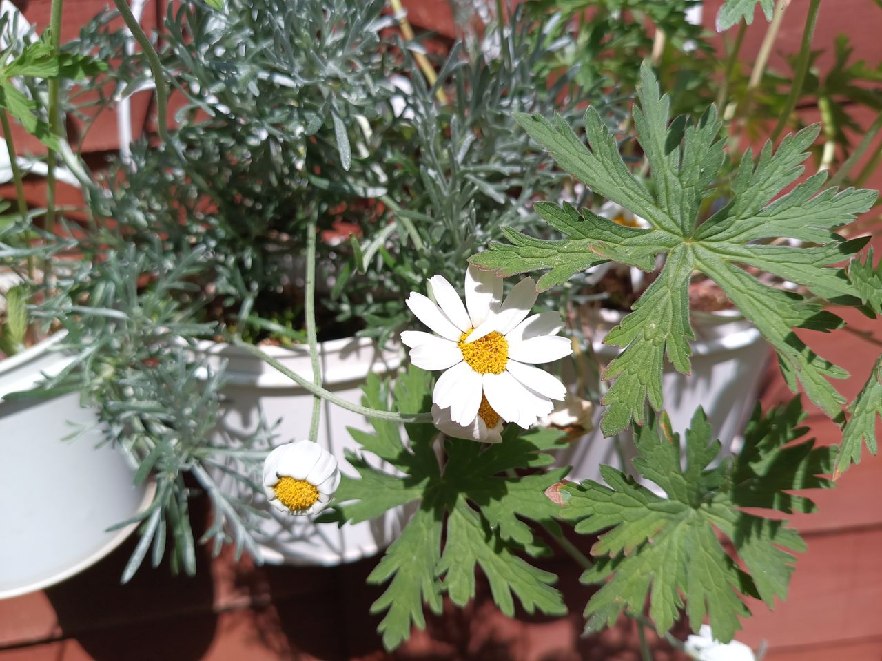 Example images from the Oukitel WP300