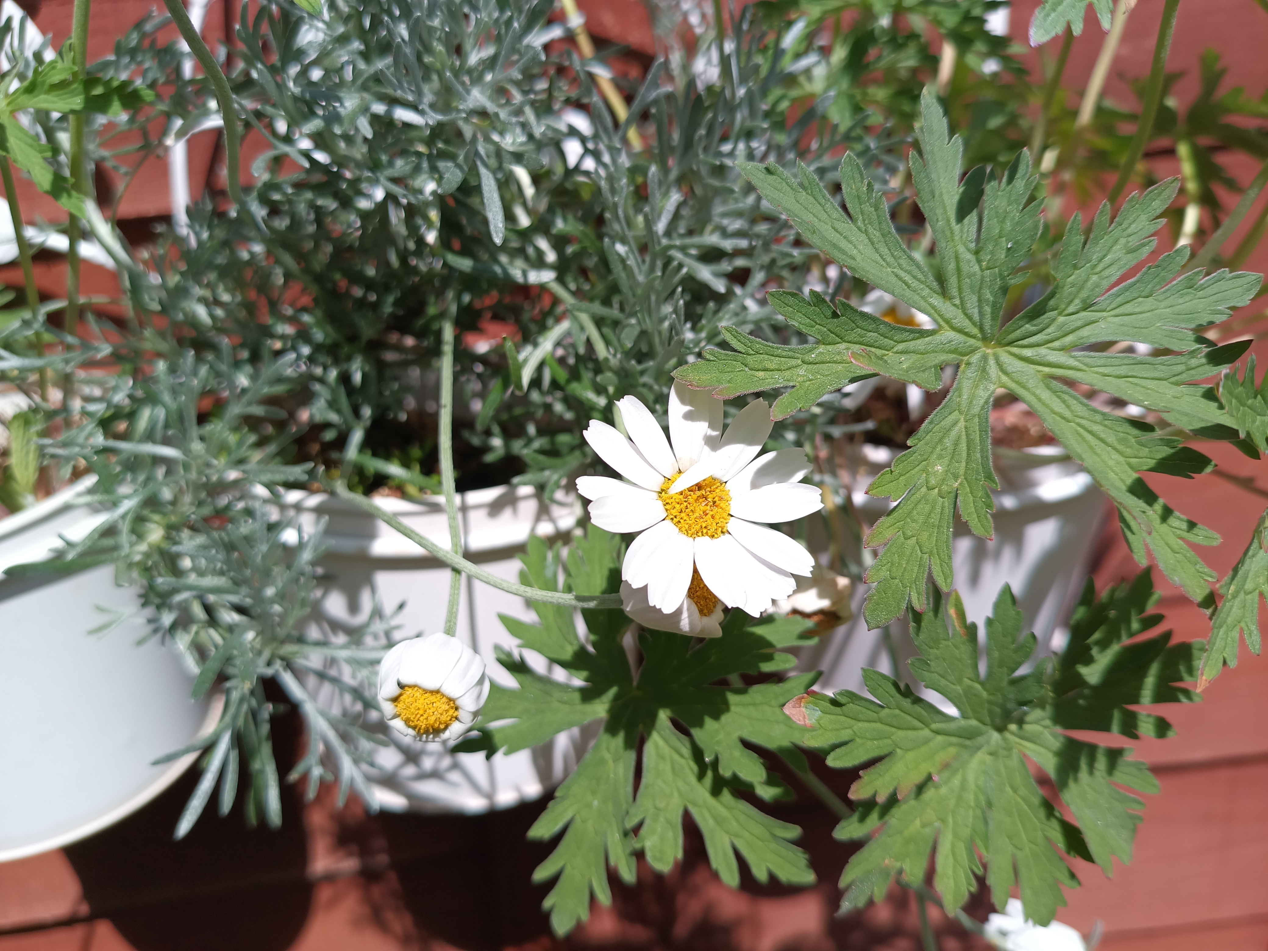 Example images from the Oukitel WP300