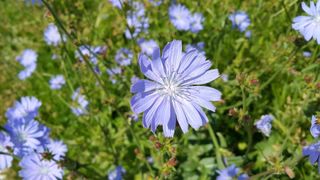 Chicory