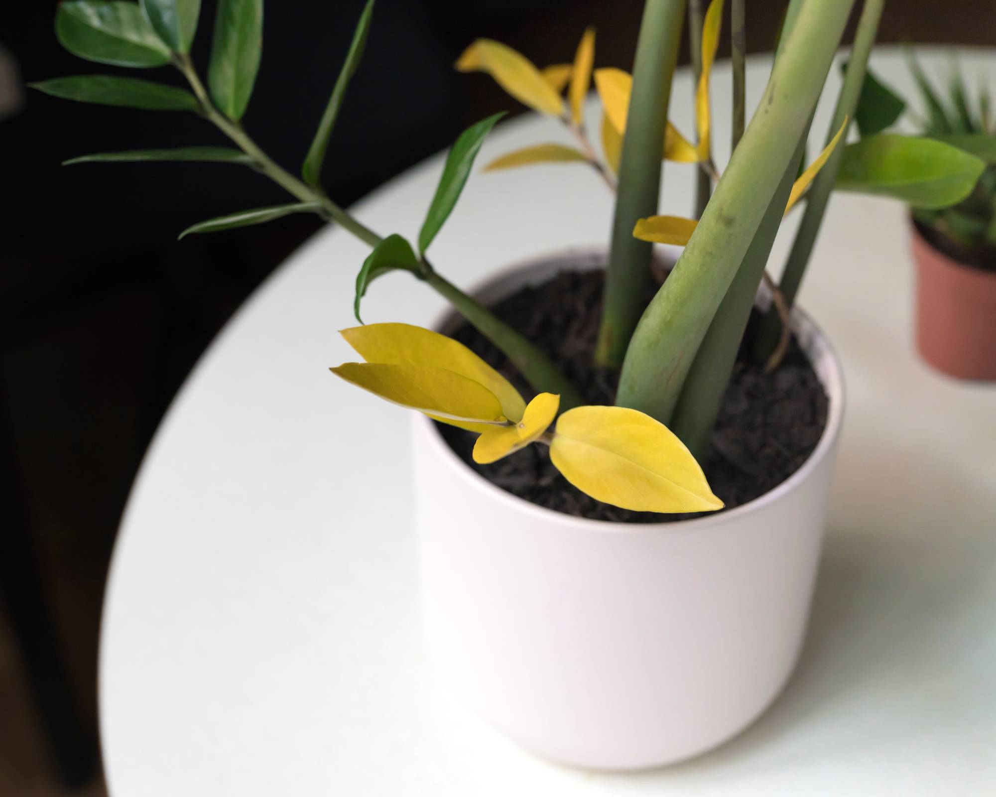 Zz plant with stunted yellow leaves