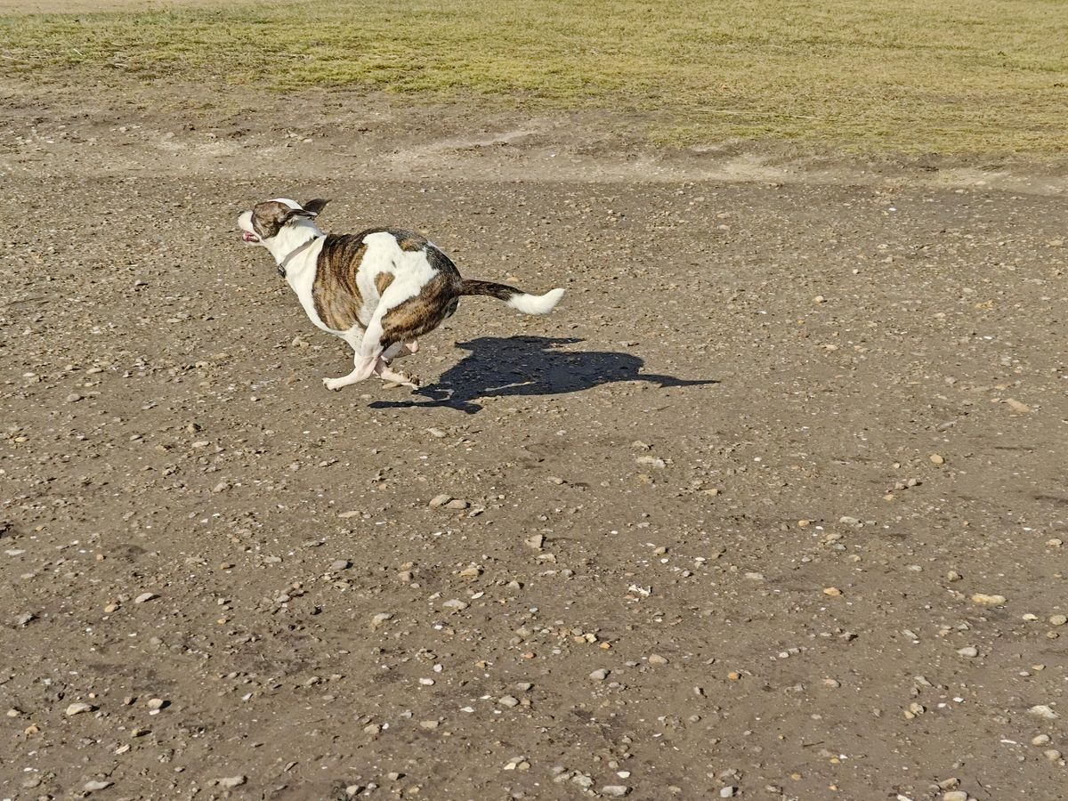 Sample photos taken with OnePlus 11