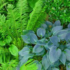 shade plants hostas and ferns