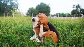 Dog scratching its ear while sitting down in a field outside