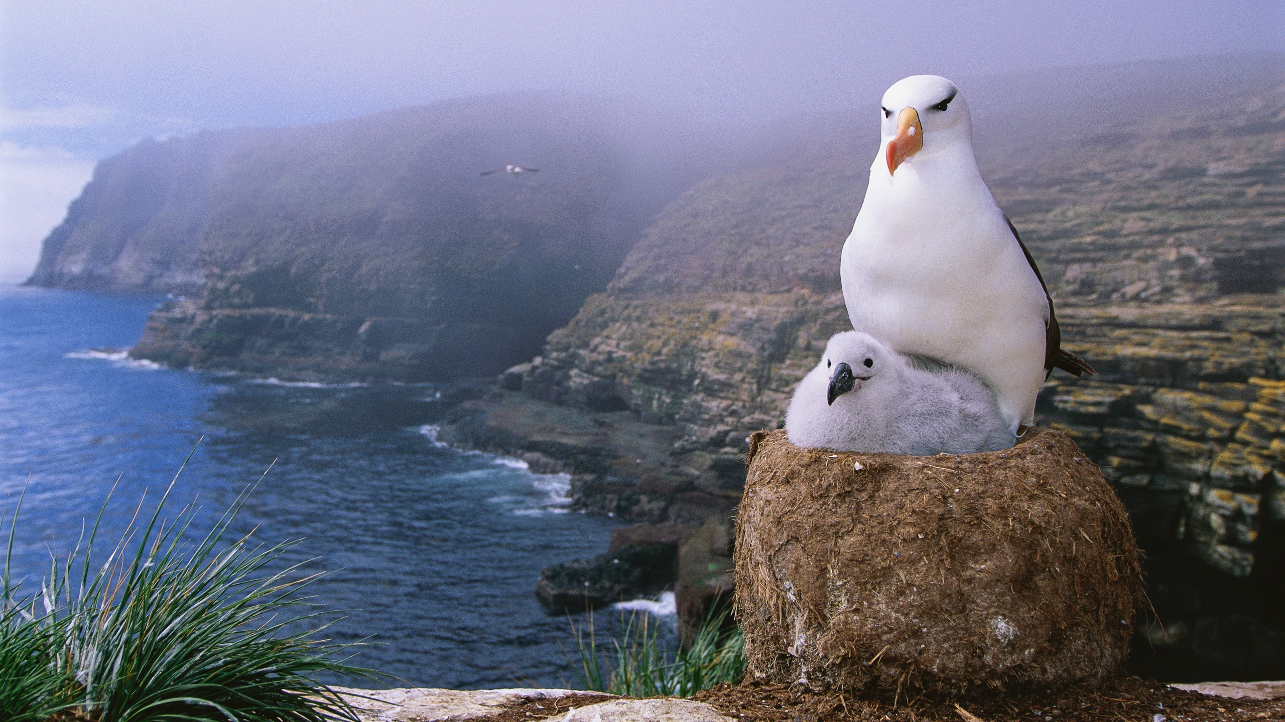 Black-Browed Albatross and Chick Nesting, New Island, Falklands