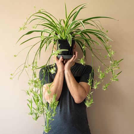 spider plant with spider babies being held by man