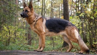 German Shepherd standing on a log