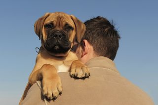 A bull mastiff puppy with his owner.