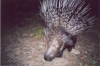 A Nuristan porcupine