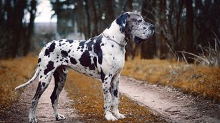 32 big dog breeds that make sensible pets