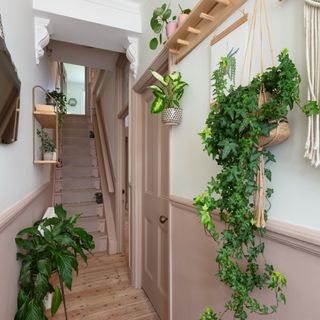 A narrow hallway painted half in pink and half in white with several houseplant displays dotted around