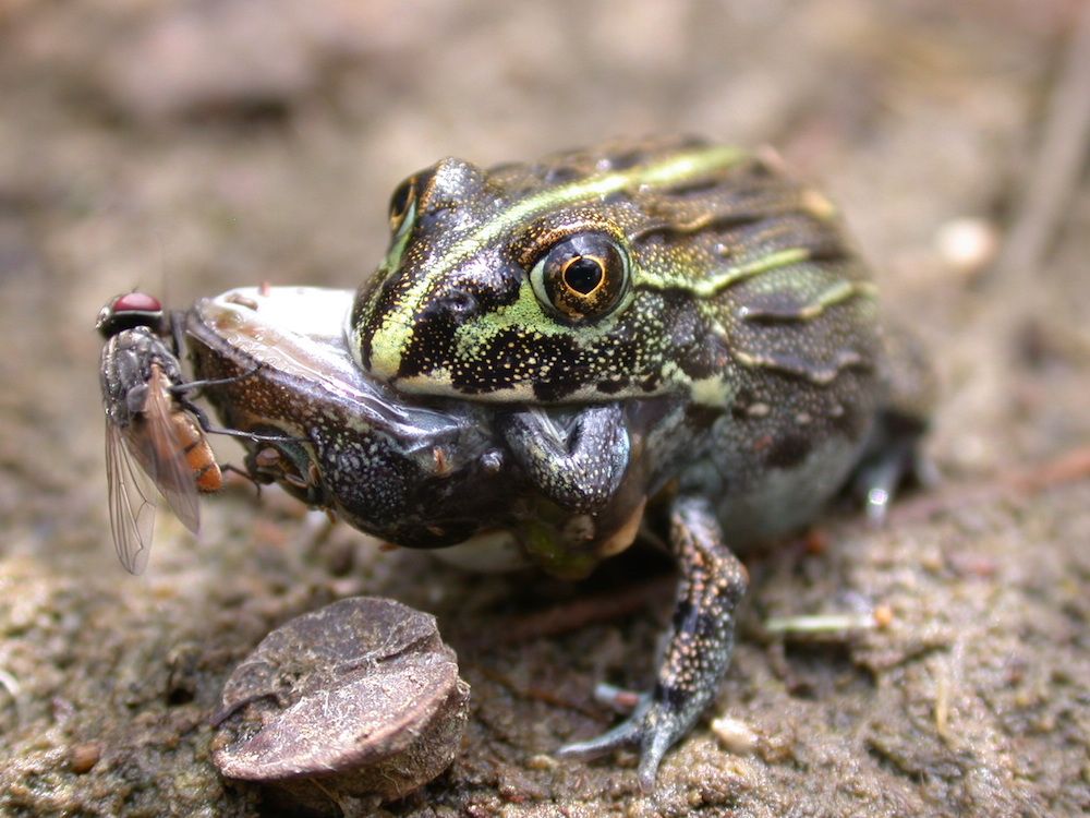 A frog eating another frog.