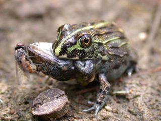 Kermit The Cannibal Frogs Sometimes Eat Each Other Live - 