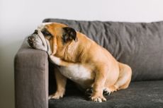 English bulldog sitting on couch and resting her head