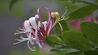 Honeysuckle is a climbing plant with scented flowers that attract bees