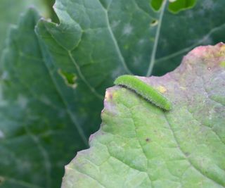 Caterpillar of Pieris rapae on leaf