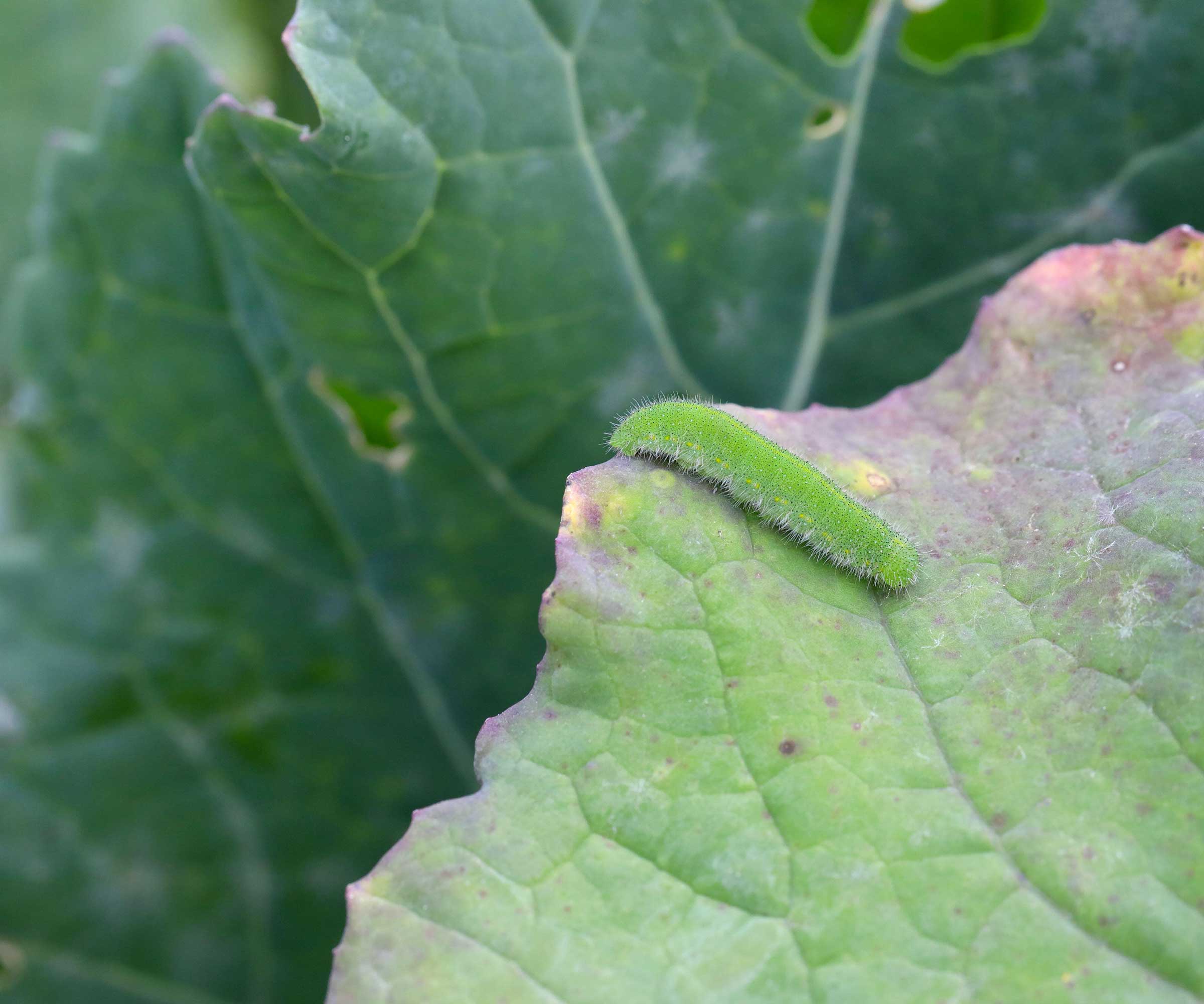 Pieris rapae caterpillar on sheet