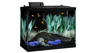A dark aquarium filled with lit plants and small fish.