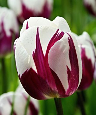 purple and white tulip 'Rems Favourite'