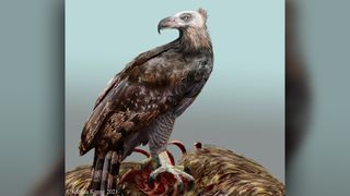 Haast's eagle: Extinct New Zealand bird was part-eagle part