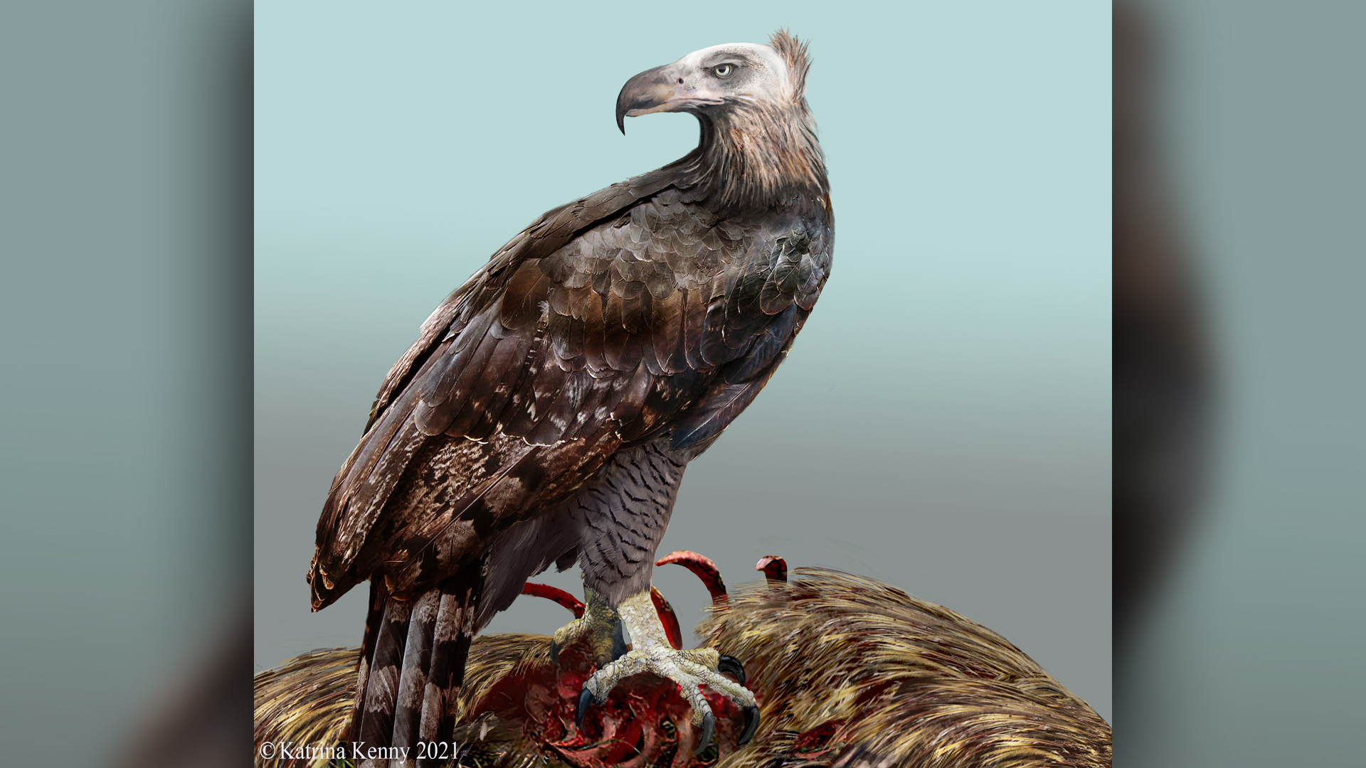 Biggest eagle to ever live plunged headfirst into dead prey to eat the  organs | Live Science